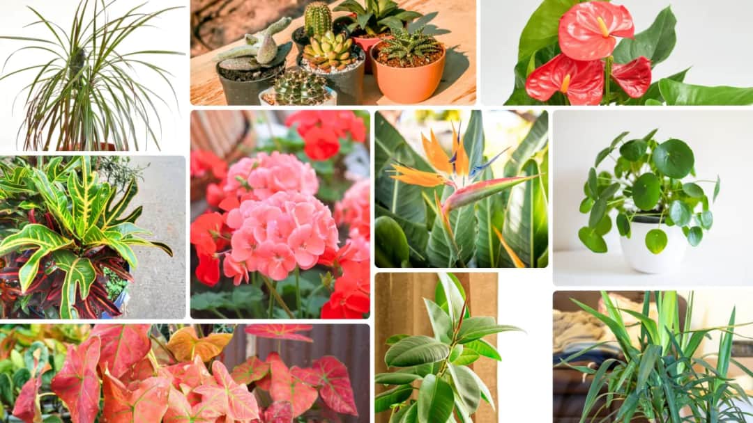 Kwiaty na słońce: wybierz gatunki, które pokochają Twój ogród