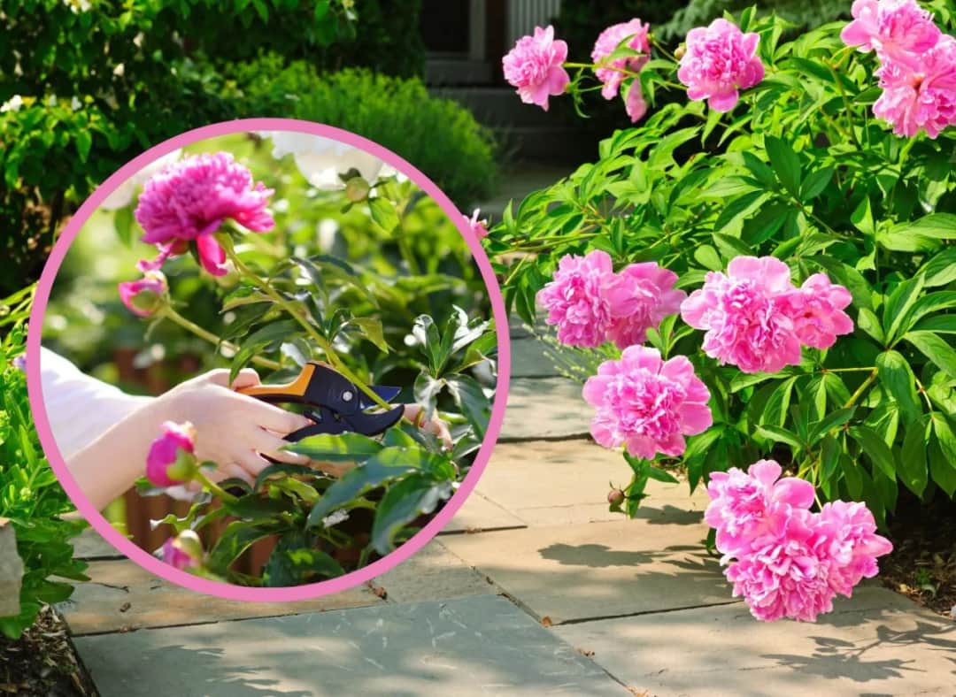 Piwonie po kwitnieniu: Jak przycinać dla zdrowia i obfitości?