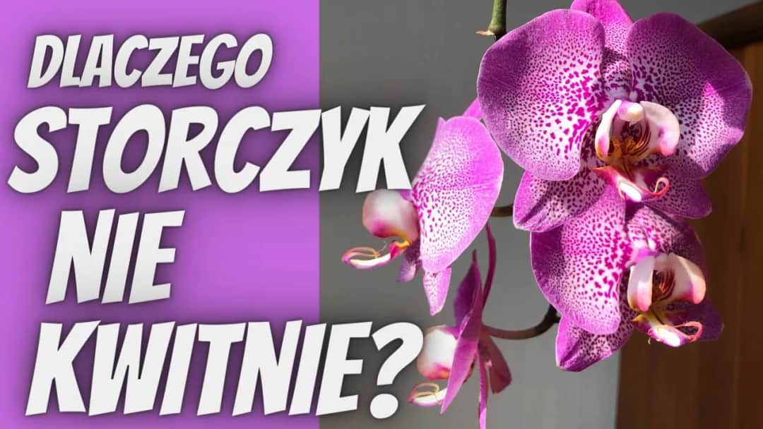 Storczyk nie kwitnie? Sprawdź te 4 kroki do obfitych kwiatów