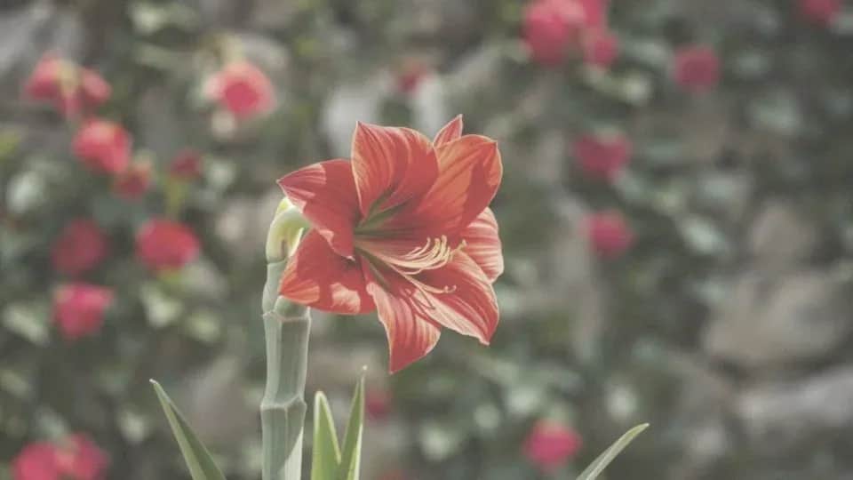 Jak długo kwitnie amarylis? Wydłuż jego kwitnienie!