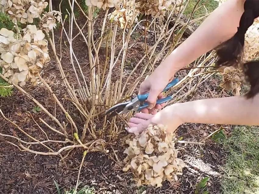 Hortensja ogrodowa: kiedy i jak ciąć, by obsypała się kwiatami?