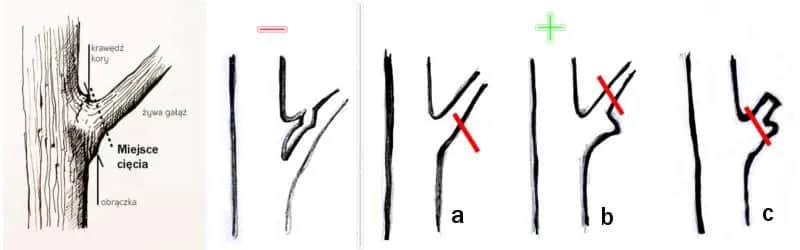 Przycinanie drzew owocowych: Krok po kroku do zdrowych plonów