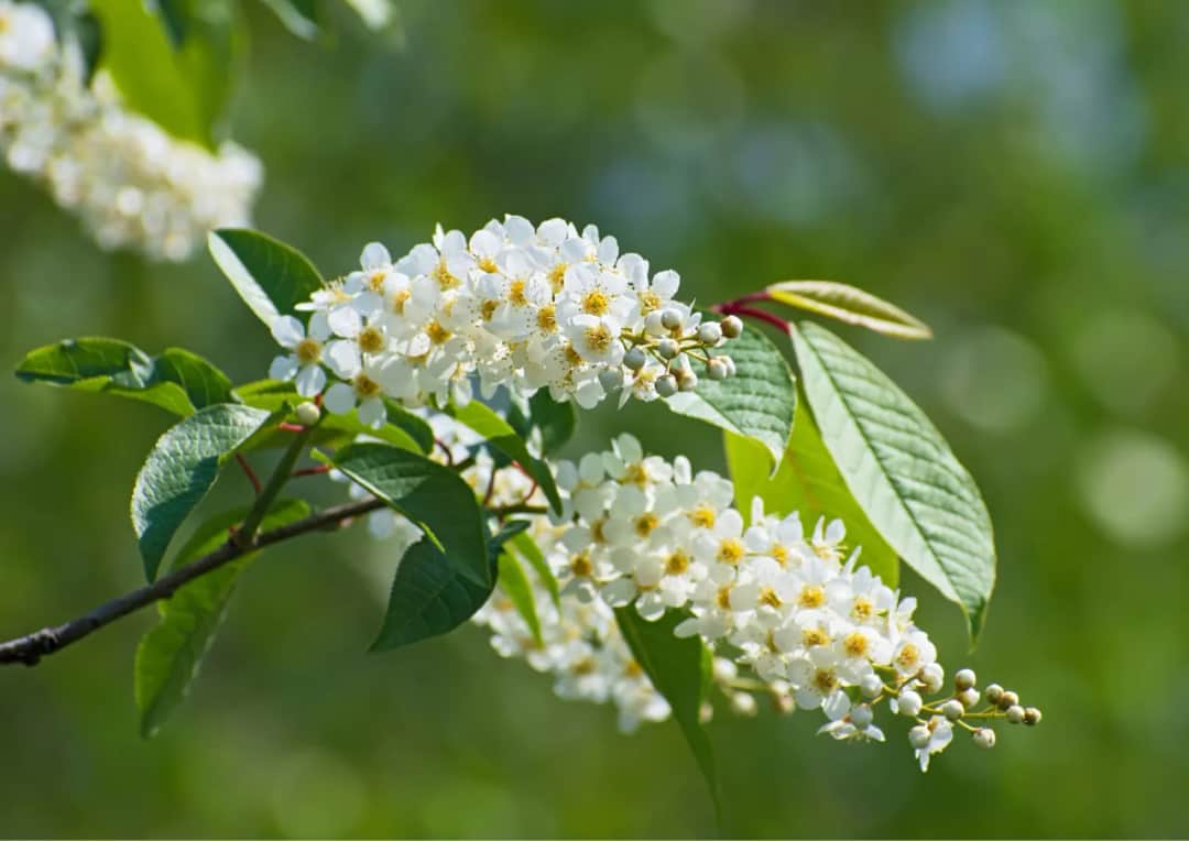 Kiedy kwitnie czeremcha? Wygląd, zapach i terminy
