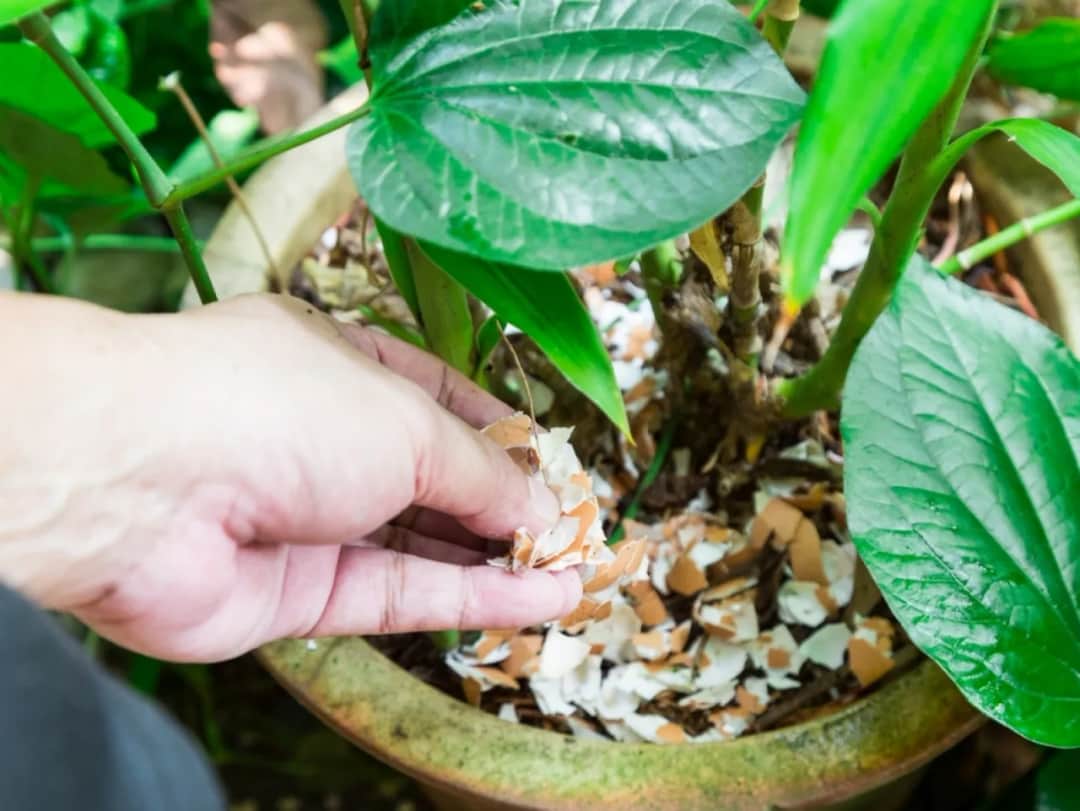 Skorupki jajek dla roślin doniczkowych: jak stosować i których unikać?